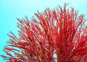 Haematococcus algae ingredient