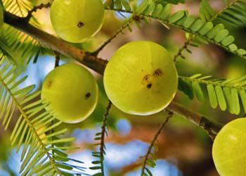 Amla ingredient