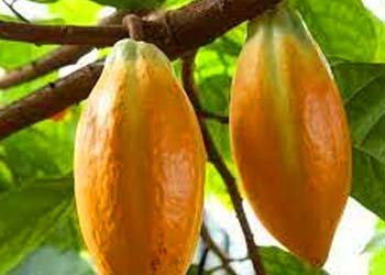 Theobroma Cacao ingredient