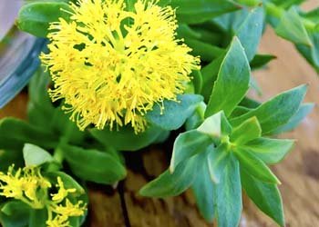 Rhodiola ingredient